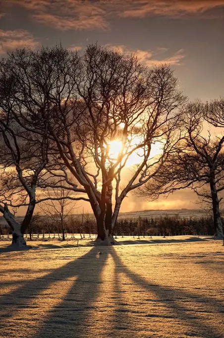 northumberland, england, the sun setting through the trees