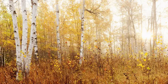 Birch Grove In Autumn, Thunder Bay Ontario Canada