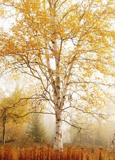 Birch Trees In Autumn, Thunder Bay Ontario Canada