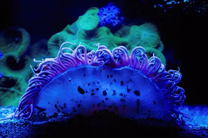 Blue Coral Underwater, Israel