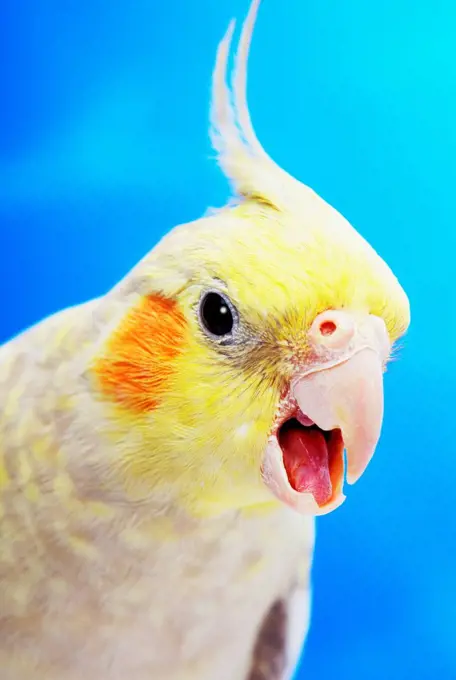 Cockatiel (nymphicus hollandicus);Vancouver canada