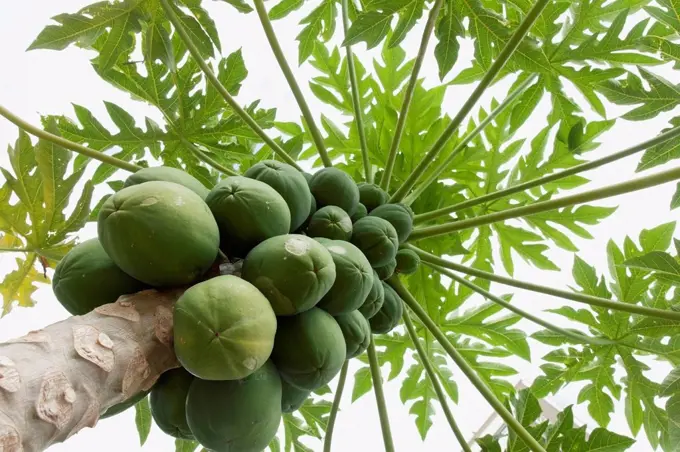 Healthy papaya tree viewed from below;Honolulu oahu hawaii united states of america