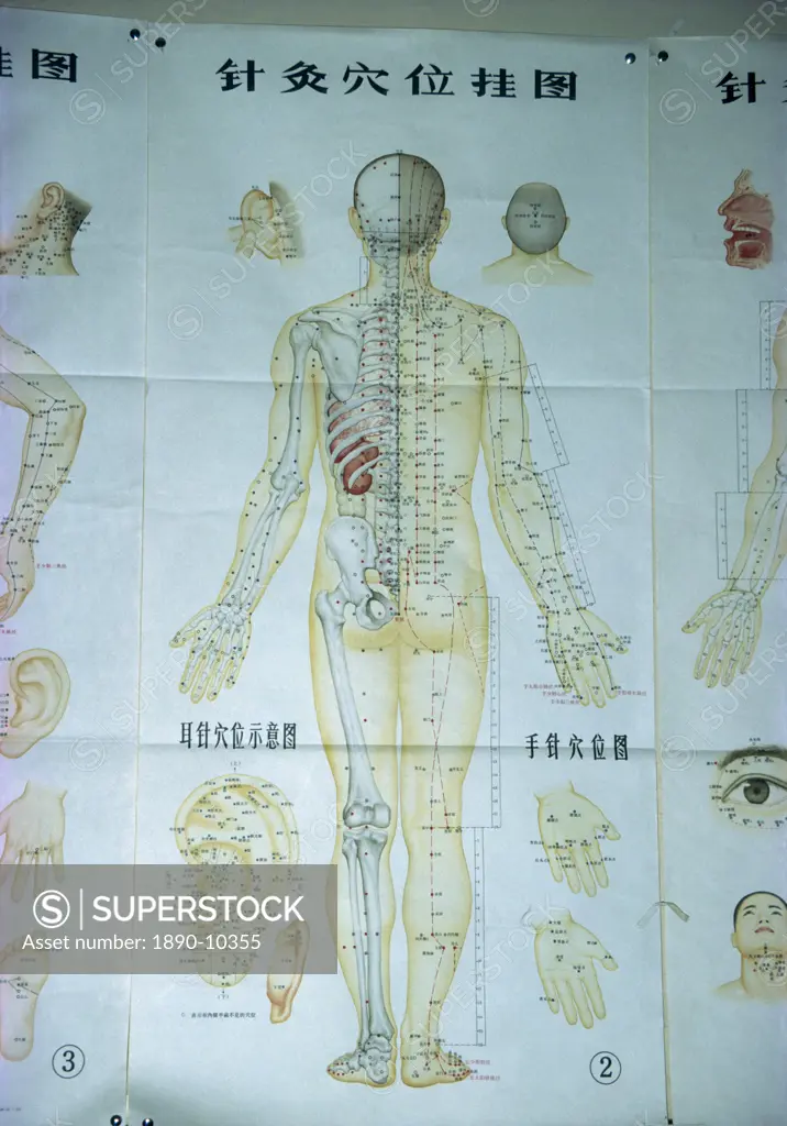 Illustration showing acupuncture points, China, Asia