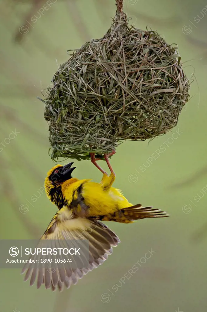 Male Spotted_backed weaver Village weaver Ploceus cucullatus building a nest, Hluhluwe Game Reserve, South Africa, Africa