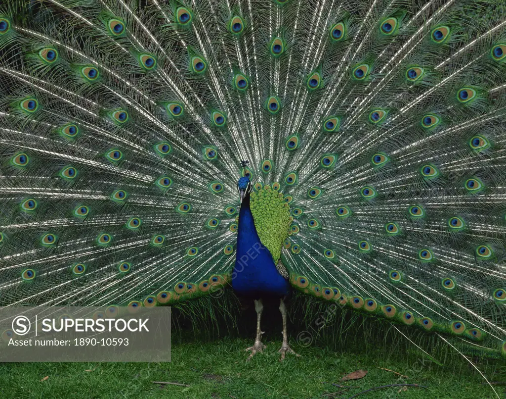 Male peacock courtship display