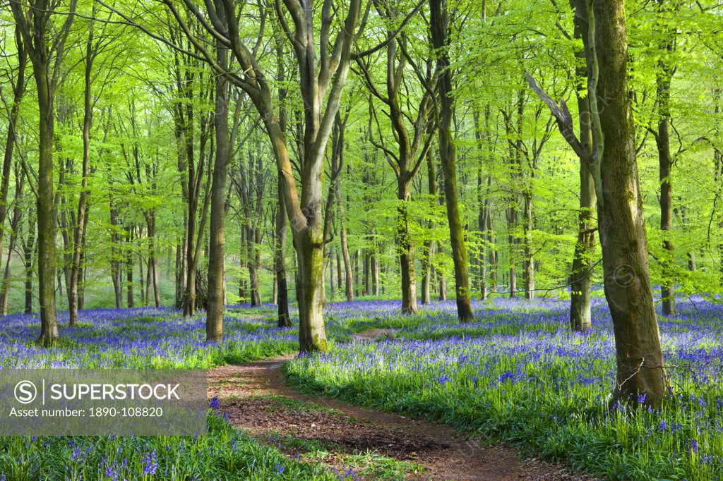 Footpath through carpet of bluebells in the beech woodland at West Woods, Lockeridge near Marlborough, Wiltshire, England, United Kingdom, Europe