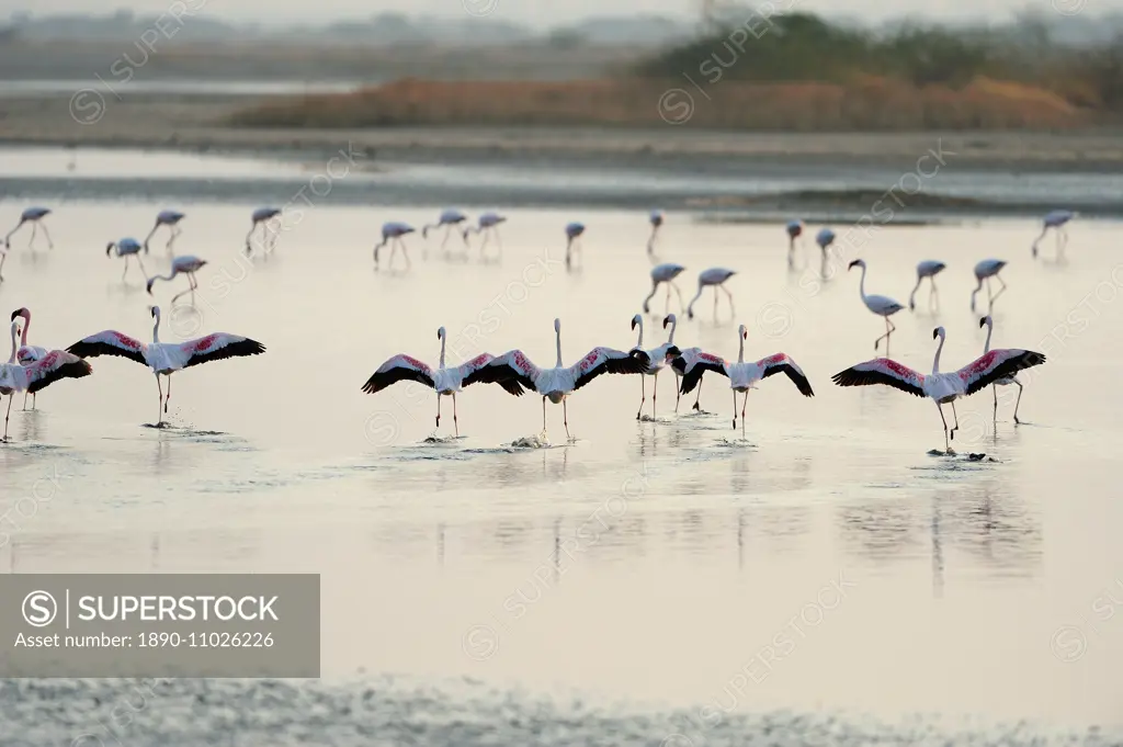 Lesser Flamingos, Little Rann of Kutch, Gujarat, India, Asia