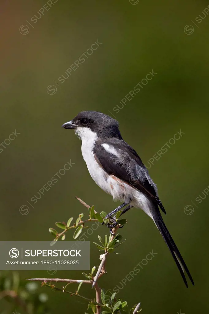 Female fiscal shrike (common fisca) (Lanius collaris), Addo Elephant National Park, South Africa, Africa