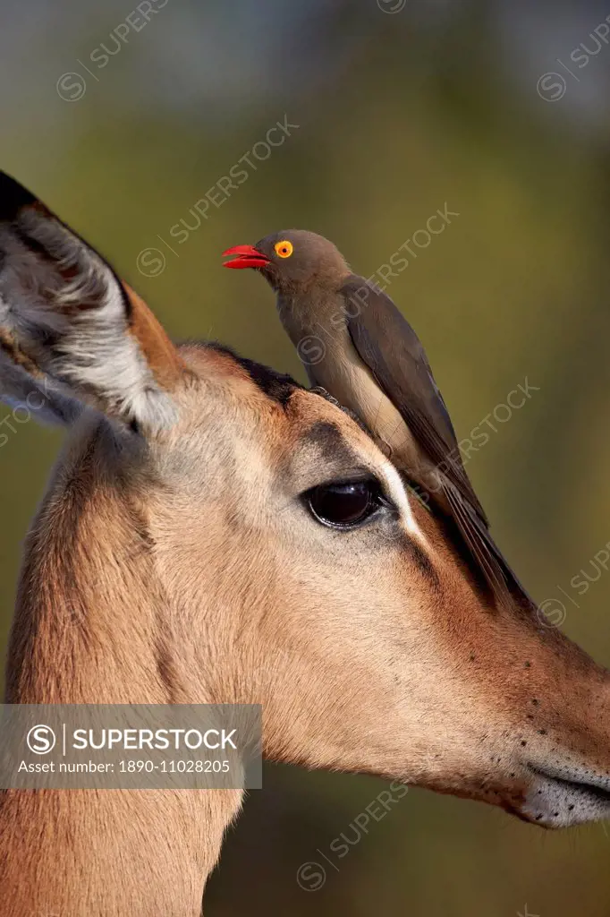 Red-Billed Oxpecker (Buphagus erythrorhynchus) on an Impala, Kruger National Park, South Africa