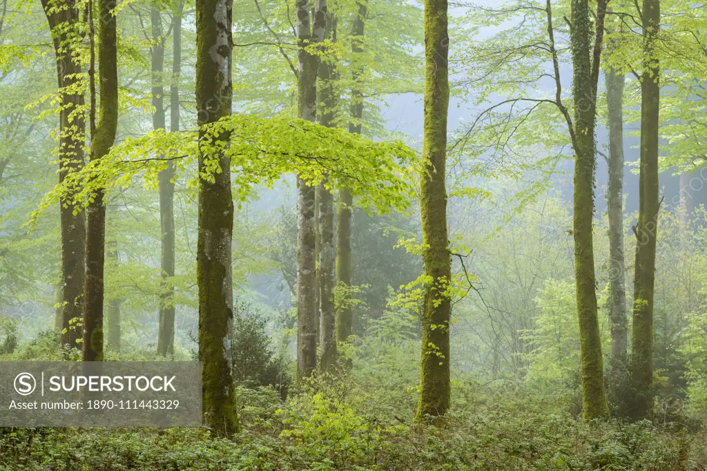 Misty morning in spring in a deciduous woodland, Bodmin, Cornwall, England, United Kingdom, Europe