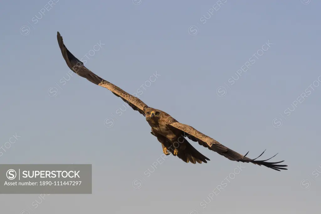 Tawny eagle (Aquila rapax), Zimanga private game reserve, KwaZulu-Natal, South Africa, Africa