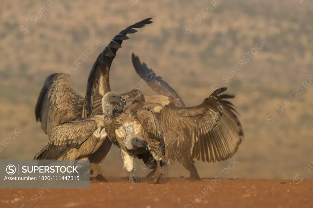 Whitebacked vulture (Gyps africanus) fighting over food, Zimanga private game reserve, KwaZulu-Natal, South Africa, Africa