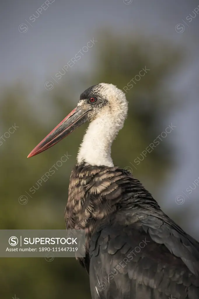 Woolly-necked stork (Ciconia episcopus), Zimanga private game reserve, KwaZulu-Natal, South Africa, Africa