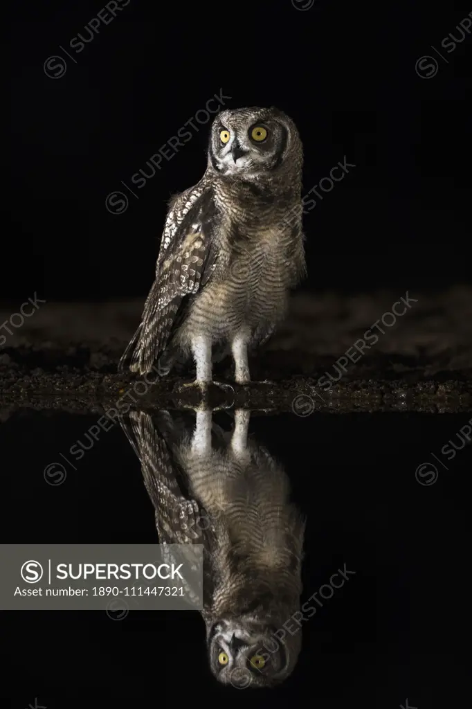 Spotted eagle owl (Bubo africanus) at night, Zimanga private game reserve, KwaZulu-Natal, South Africa,, Africa