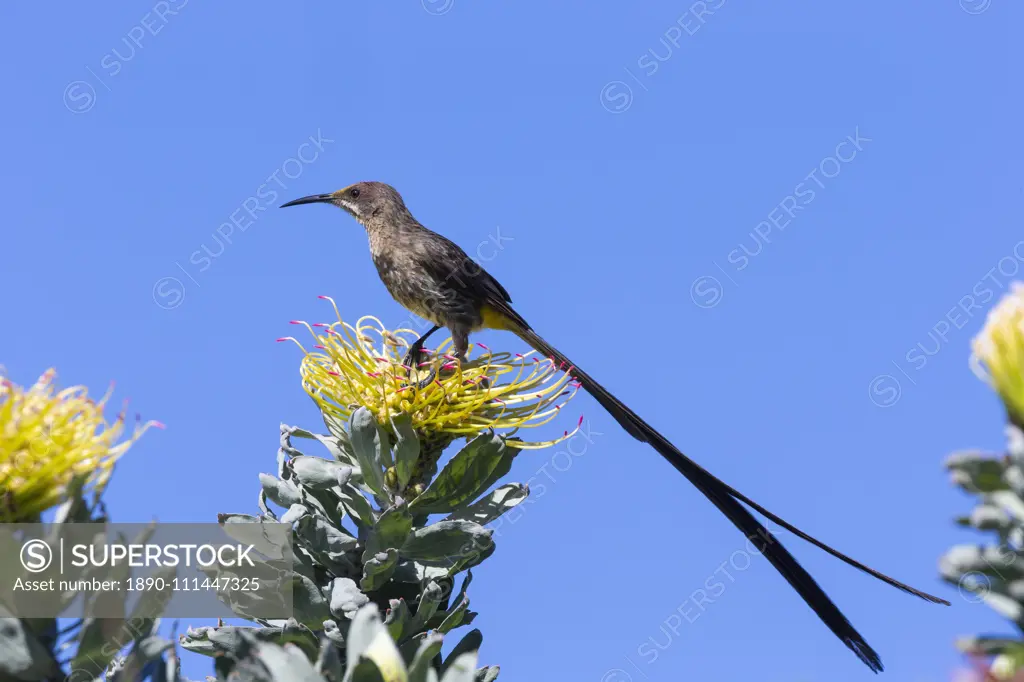 Cape sugarbird (Promerops cafer), Kirstenbosch National Botanical Garden, Cape Town, South Africa, Africa