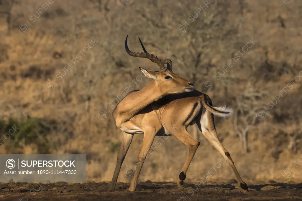 Impala (Aepyceros melampus), Zimanga game reserve, KwaZulu-Natal, South Africa, Africa