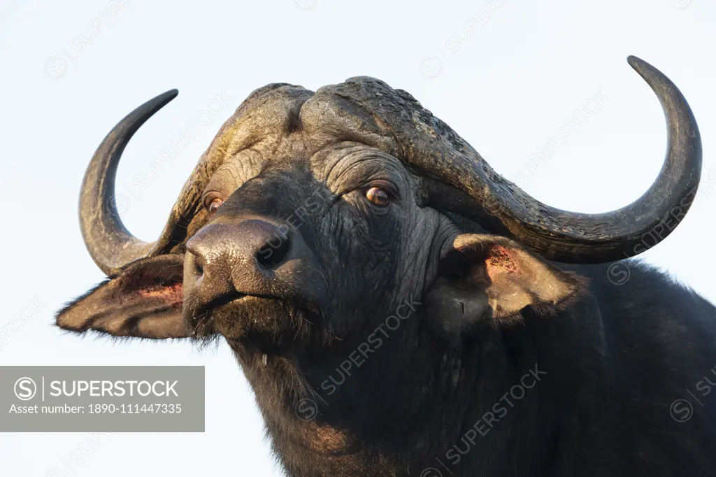 Cape buffalo (Syncerus caffer), Zimanga private game reserve, KwaZulu-Natal, South Africa, Africa