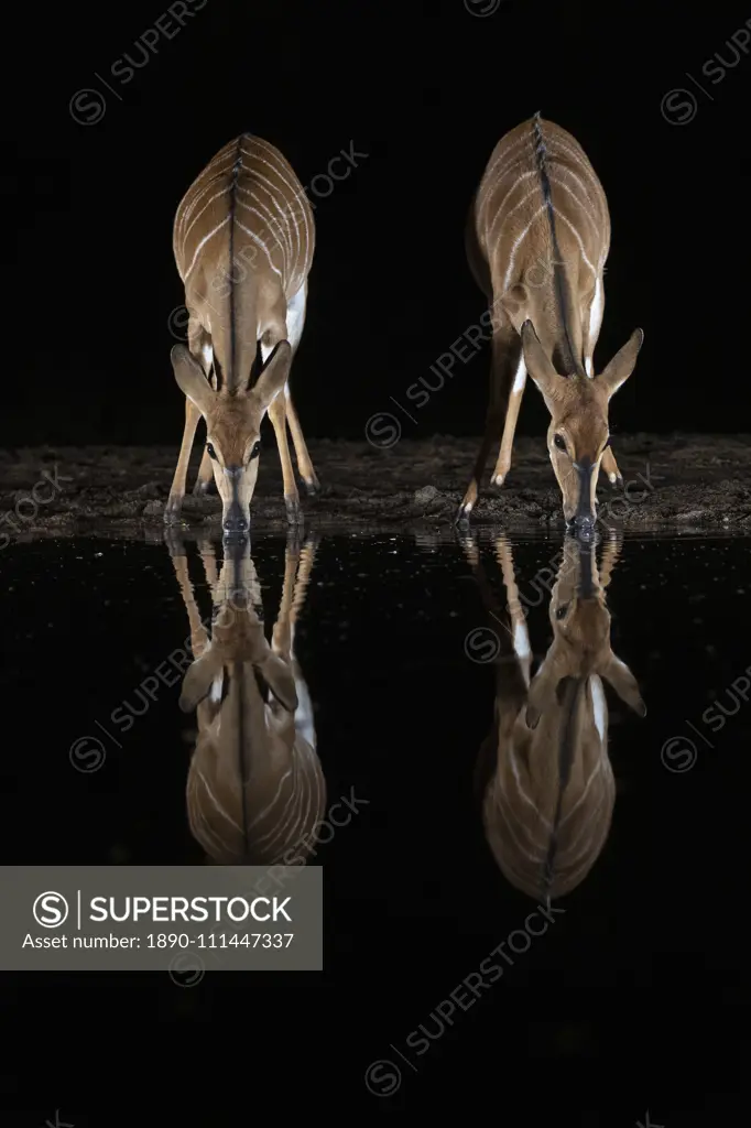 Nyala (Tragelaphus angasii) at water at night, Zimanga private game reserve, KwaZulu-Natal, South Africa, Africa