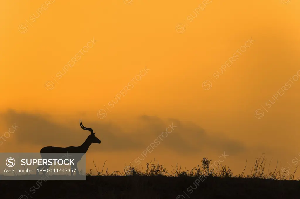 Impala (Aepyceros melampus) at dusk, Zimanga game reserve, KwaZulu-Natal, South Africa, Africa