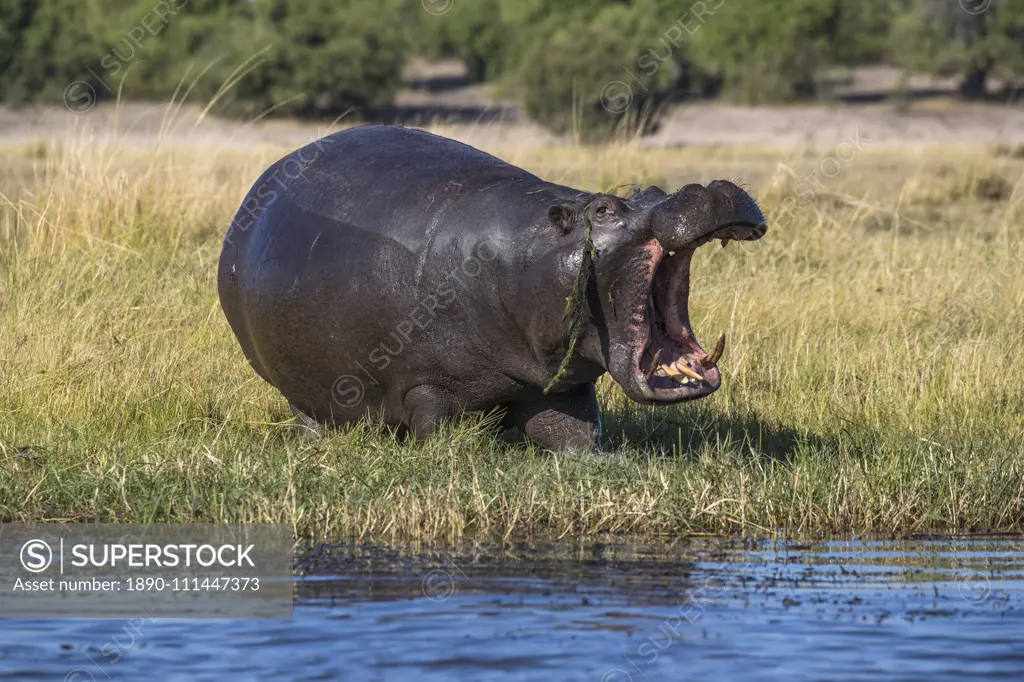 Hippo (Hippopotamus amphibius), Chobe National Park, Botswana, Africa