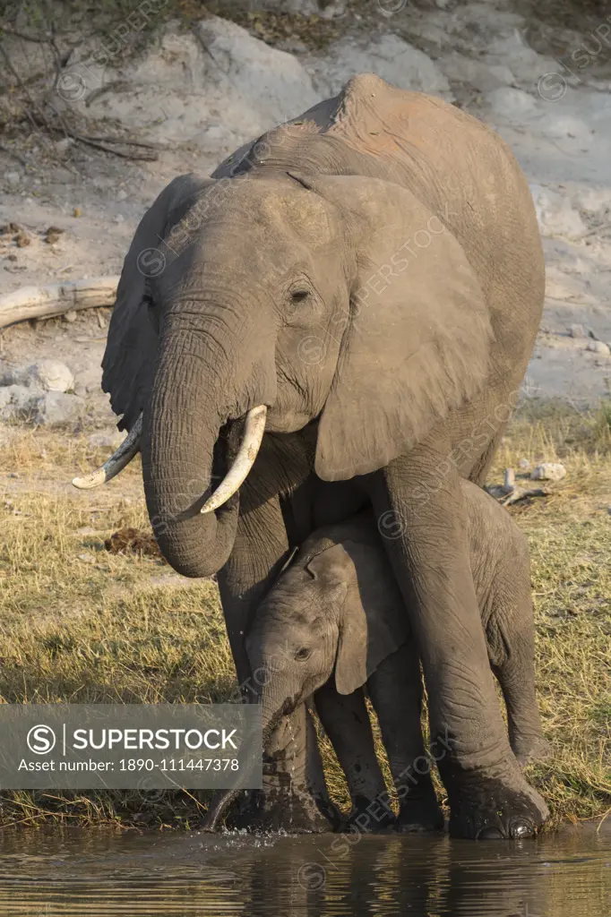 African elephant (Loxodonta africana) with calf drinking, Chobe National Park, Botswana, Africa