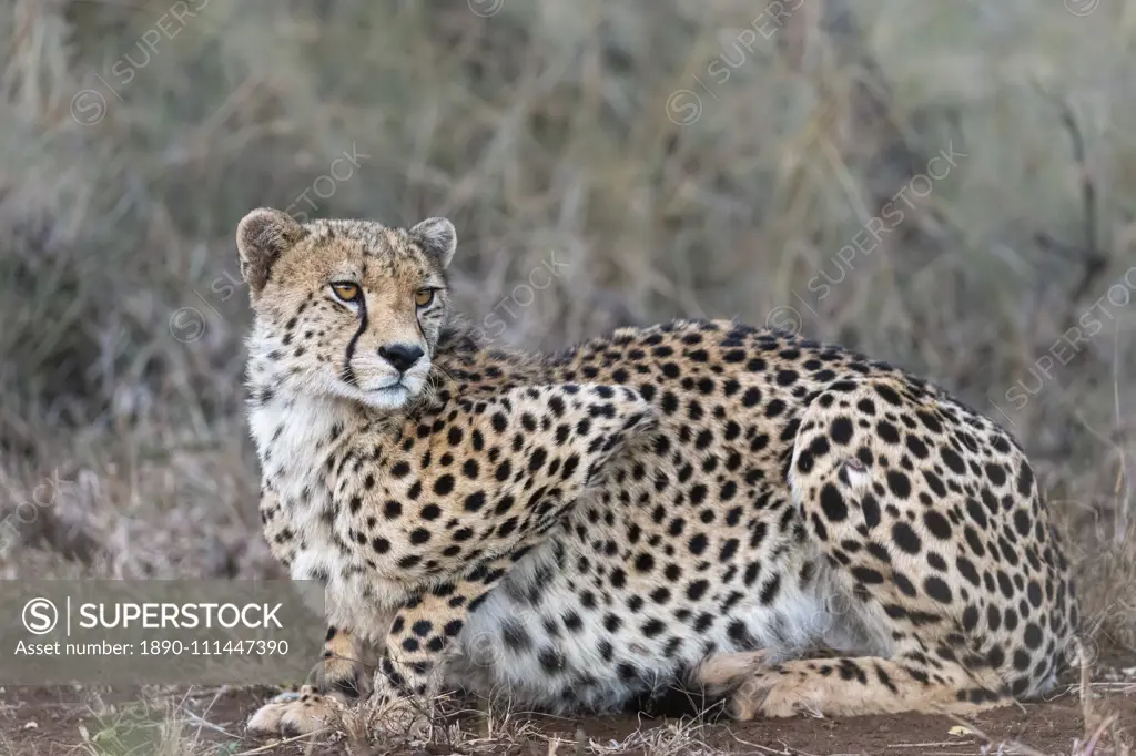 Cheetah (Acinonyx jubatus), Zimanga private game reserve, KwaZulu-Natal, South Africa, Africa