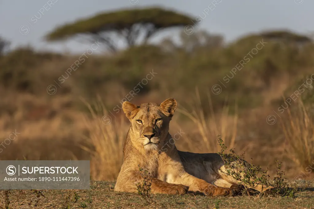 Lioness (Panthera leo), Zimanga private game reserve, KwaZulu-Natal, South Africa, Africa