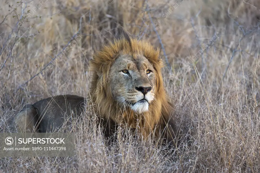 Lion (Panthera leo), Zimanga private game reserve, KwaZulu-Natal, South Africa, Africa