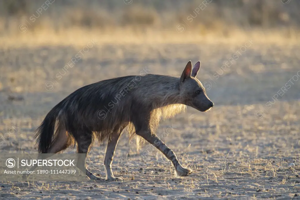 Brown hyaena (Hyaena brunnea), Kgalagadi Transfrontier Park, South Africa, Africa