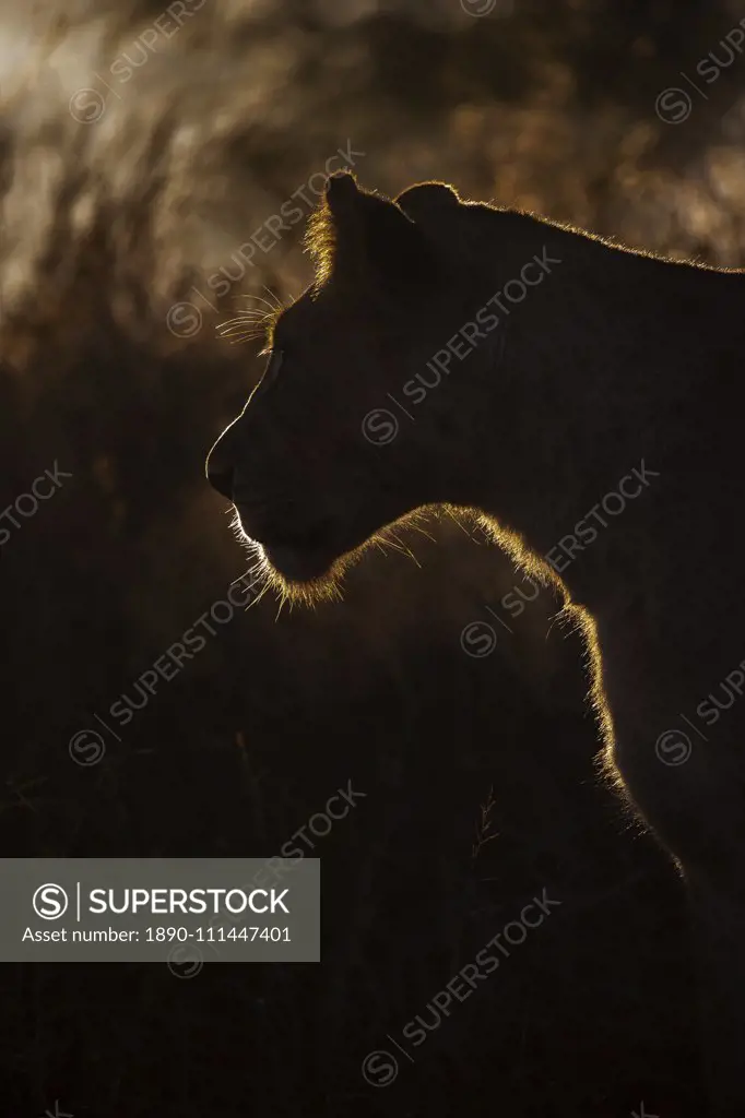 Lioness (Panthera leo), Zimanga private game reserve, KwaZulu-Natal, South Africa, Africa