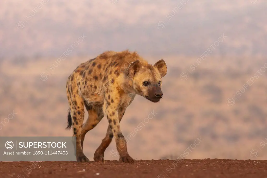 Spotted hyena (Crocuta crocuta), Zimanga private game reserve, KwaZulu-Natal, South Africa, Africa