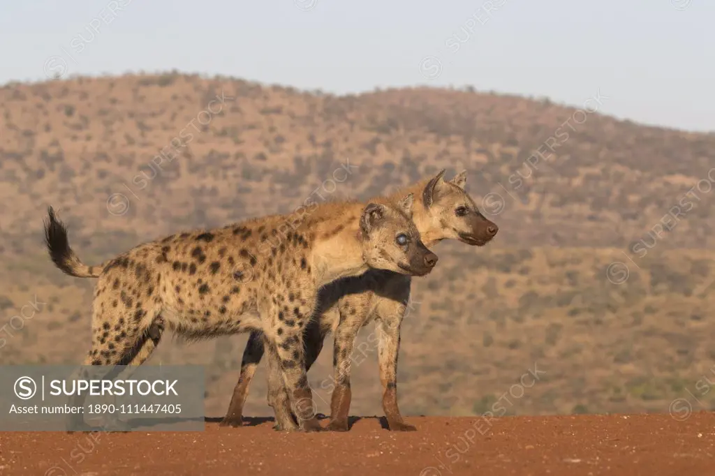 Spotted hyena (Crocuta crocuta), Zimanga private game reserve, KwaZulu-Natal, South Africa, Africa