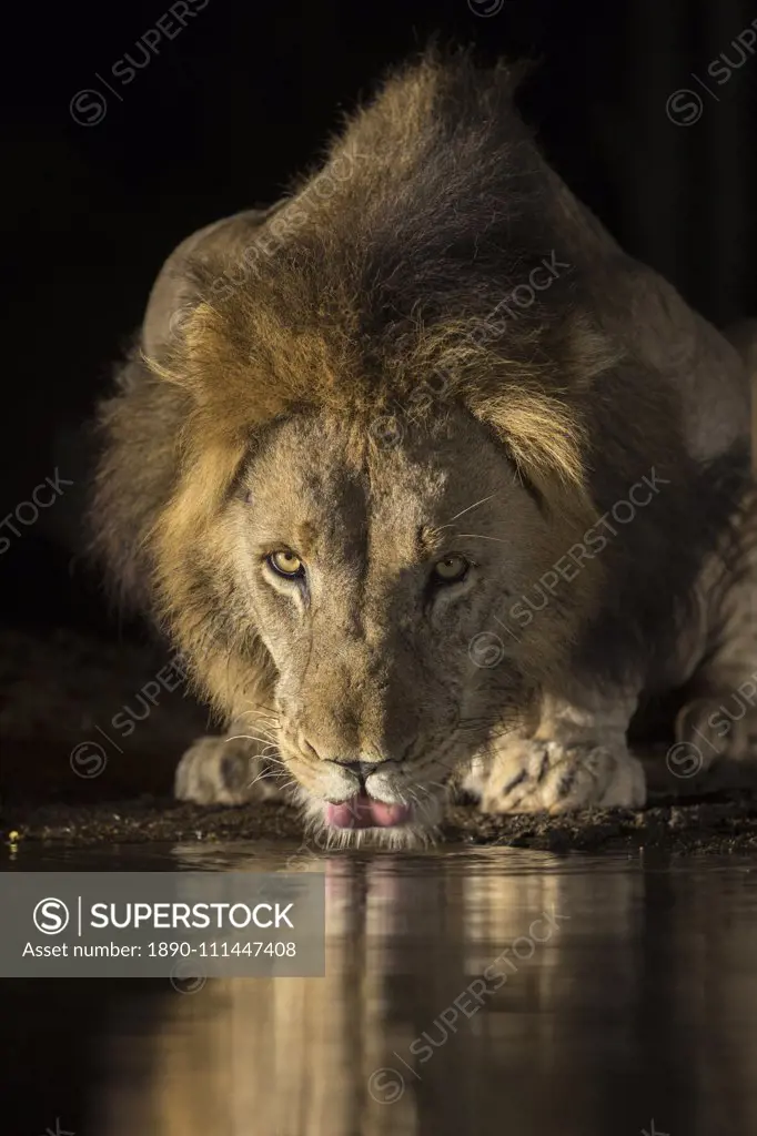 Lion (Panthera leo) drinking at night, Zimanga private game reserve, KwaZulu-Natal, South Africa, Africa