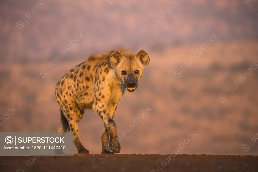 Spotted hyena (Crocuta crocuta), Zimanga private game reserve, KwaZulu-Natal, South Africa, Africa