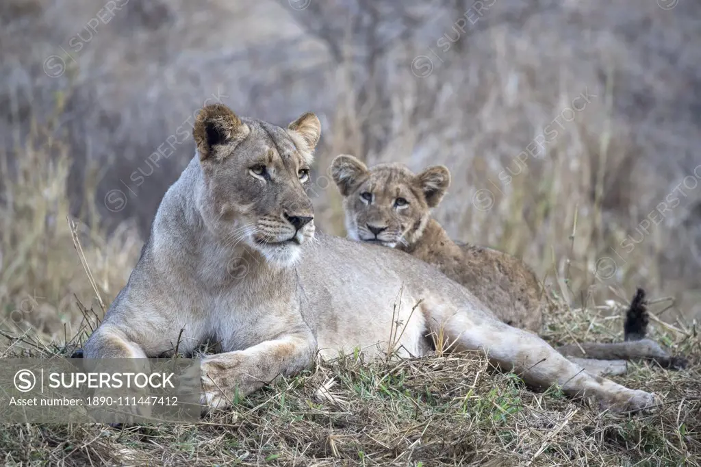 Lioness (Panthera leo) with cub, Zimanga private game reserve, KwaZulu-Natal, South Africa, Africa