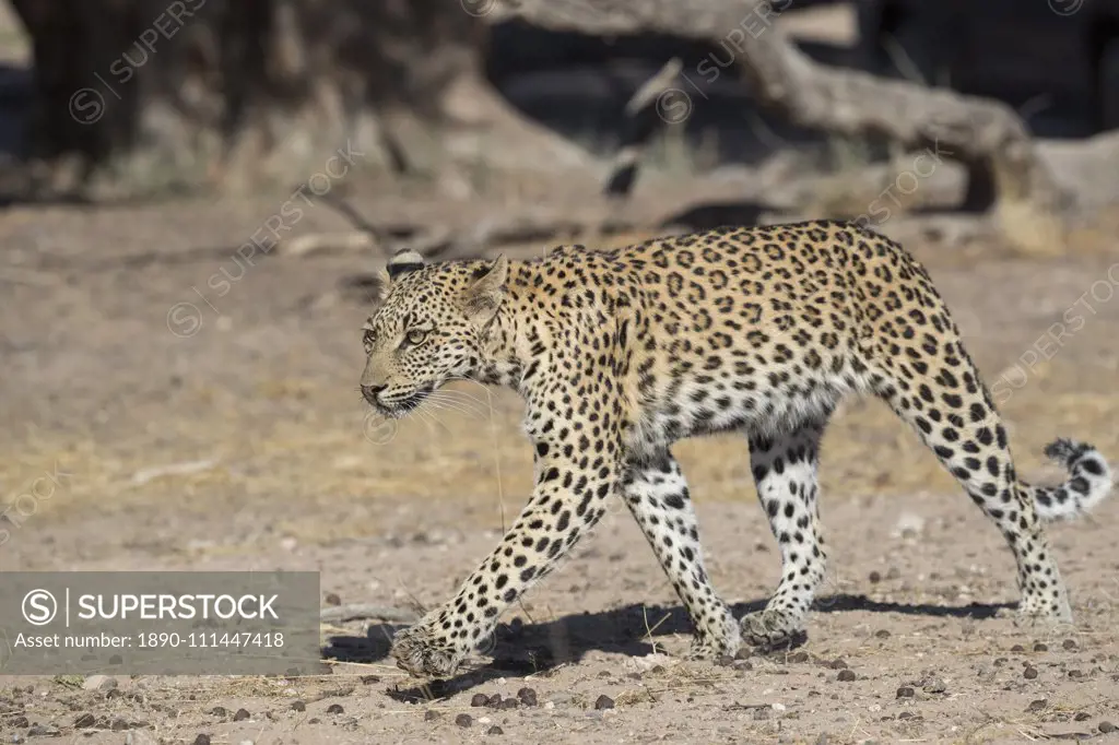 Leopard (Panthera pardus) female, Kgalagadi Transfrontier Park, South Africa, Africa