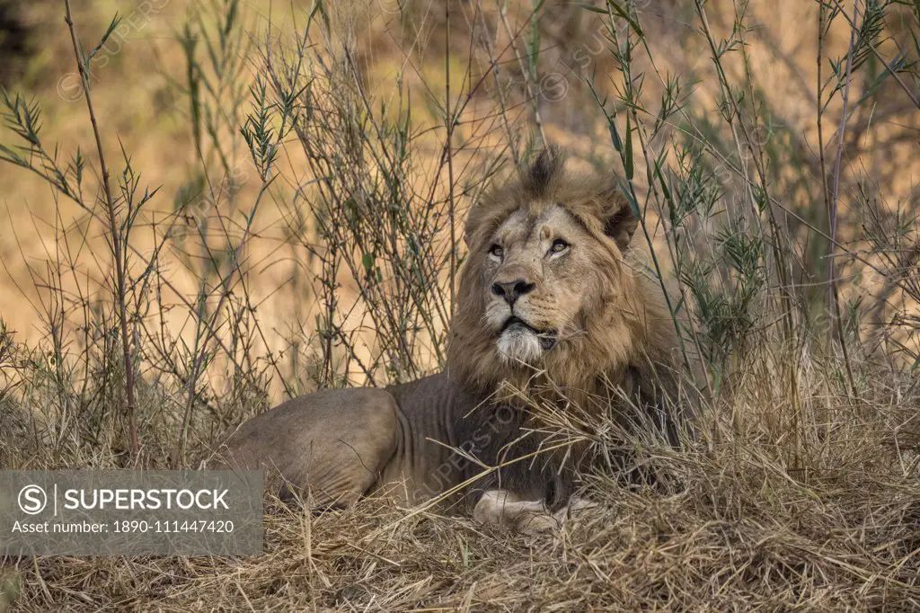 Lion (Panthera leo), Zimanga private game reserve, KwaZulu-Natal, South Africa,