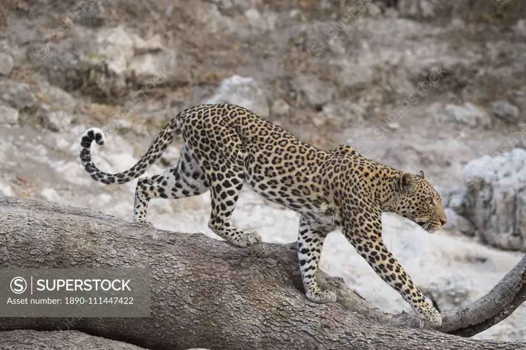 Leopard (Panthera pardus) female, Chobe National Park, Botswana, Africa