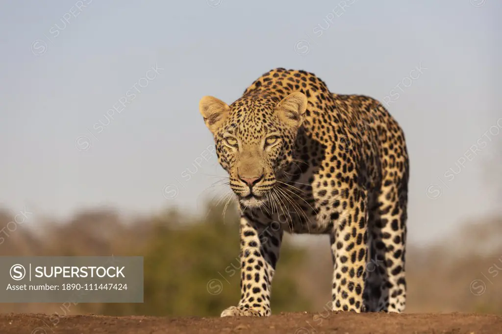 Leopard (Panthera pardus) male, Zimanga private game reserve, KwaZulu-Natal, South Africa, Africa