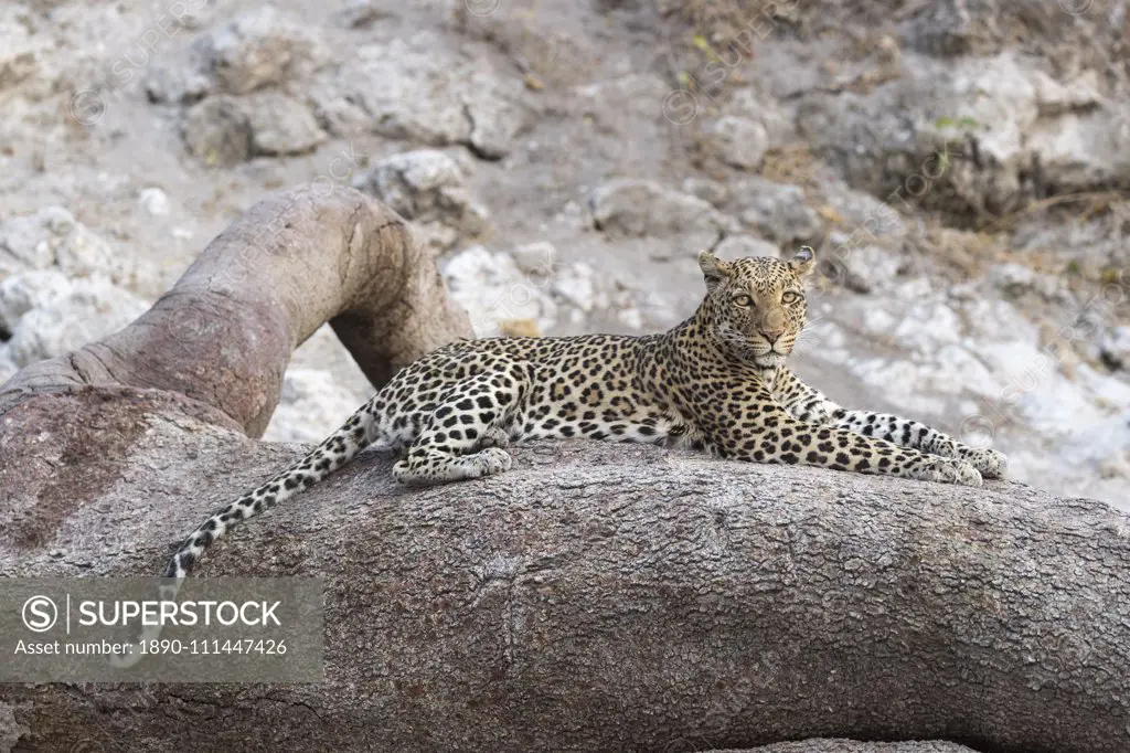 Leopard (Panthera pardus) female, Chobe National Park, Botswana, Africa