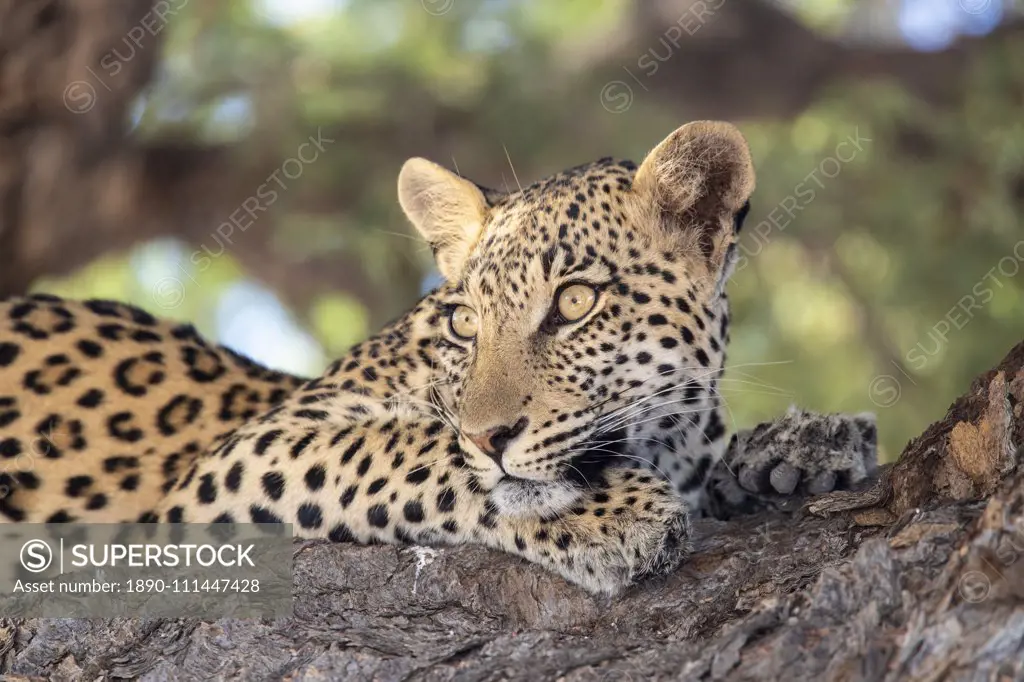 Leopard (Panthera pardus) female, Kgalagadi Transfrontier Park, South Africa, Africa