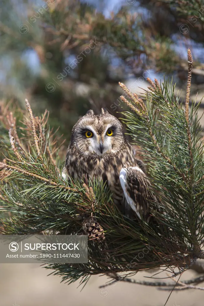 Short-eared owl (Asio flammeus) captive, Holy Island, Northumberland, England, United Kingdom, Europe