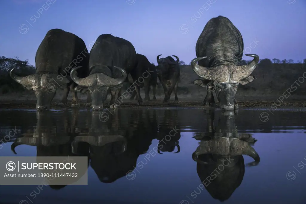 Cape buffalo (Syncerus caffer) drinking at dusk, Zimanga private game reserve, KwaZulu-Natal, South Africa, Africa