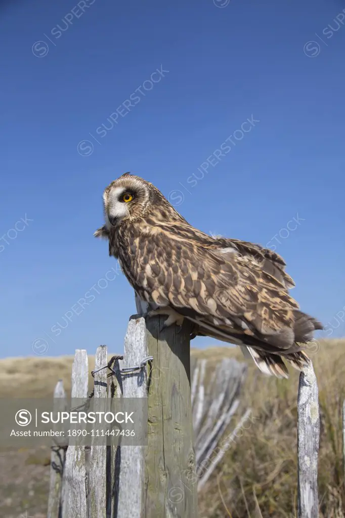 Short-eared owl (Asio flammeus) captive, Holy Island, Northumberland, England, United Kingdom, Europe