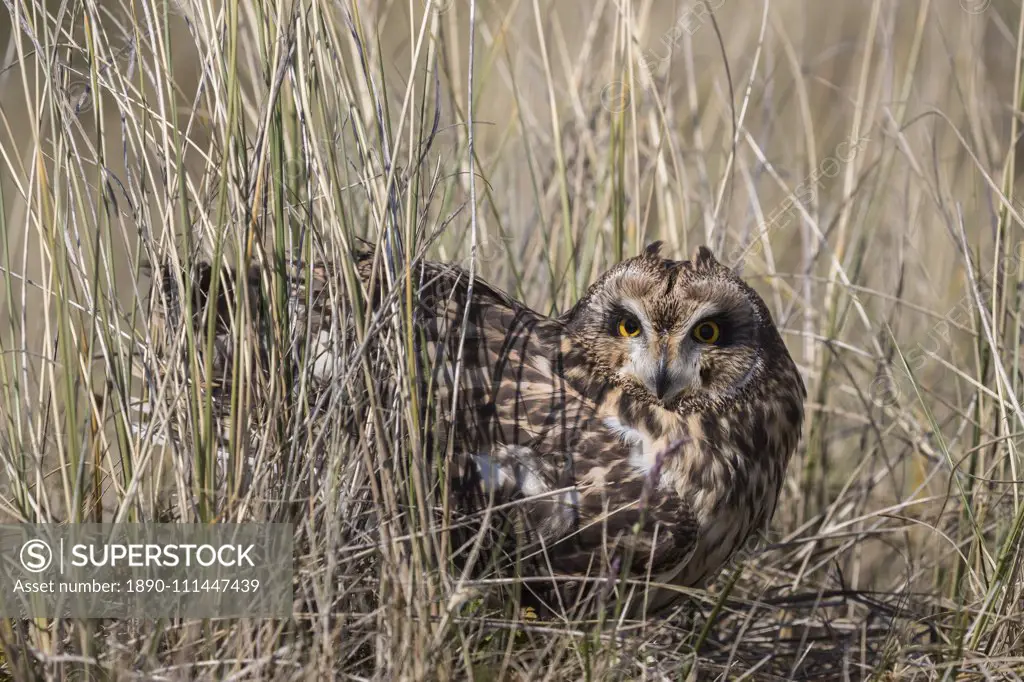 Short-eared owl (Asio flammeus) captive, Holy Island, Northumberland, England, United Kingdom, Europe