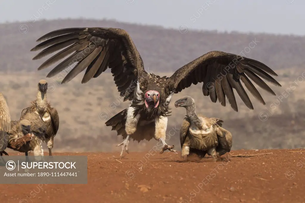 Lappetfaced vulture (Torgos tracheliotos) intimidating whitebacked vulture for food, Zimanga private game reserve, KwaZulu-Natal, South Africa, Africa