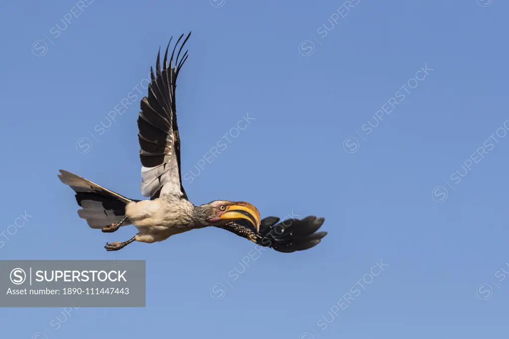 Southern yellow-billed hornbill (Tockus leucomela) in flight, Zimanga game reserve, South Africa, Africa