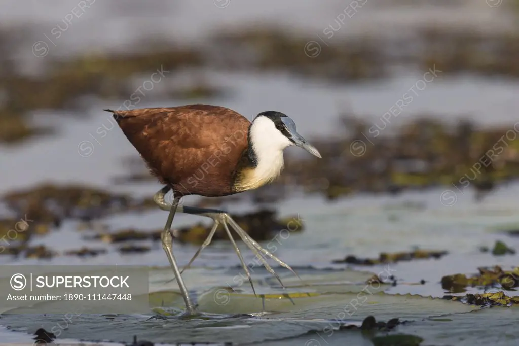 African jacana (Actophilornis africanus), Chobe River, Botswana, Africa