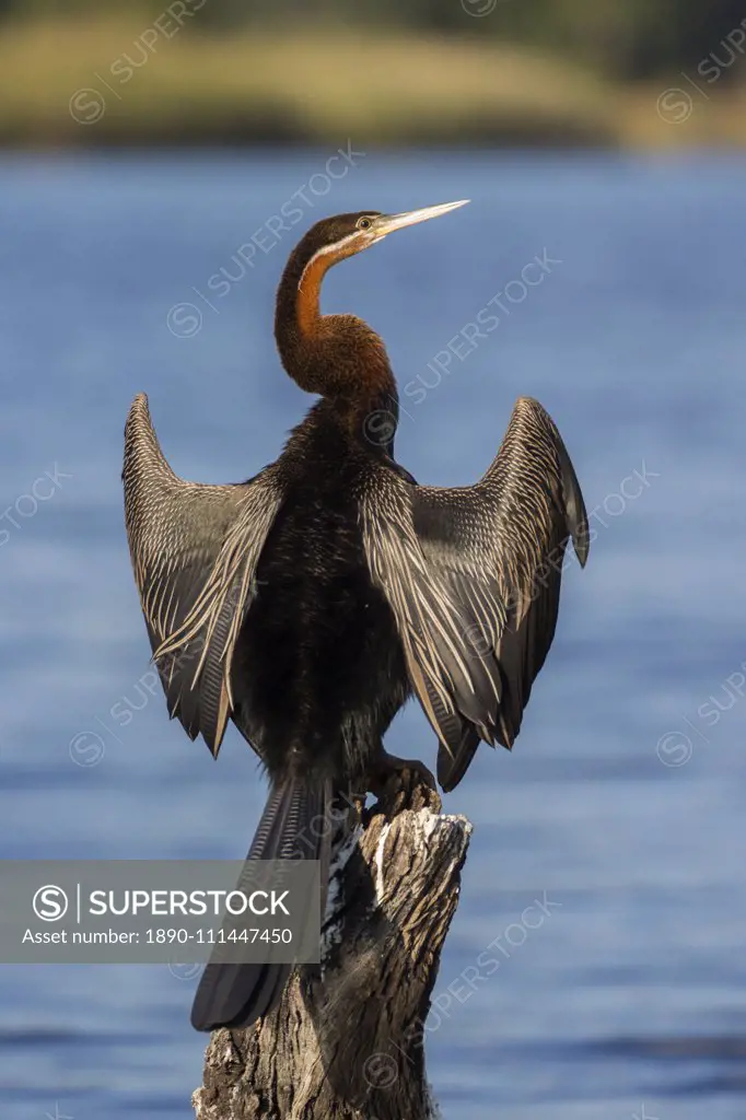 African darter (Anhinga rufa) drying wings, Chobe River, Botswana, Africa