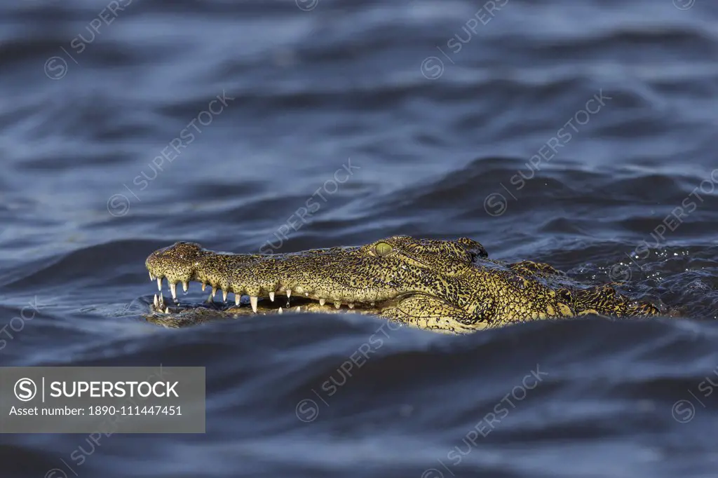 Nile crocodile (Crocodylus niloticus), Chobe River, Botswana, Africa